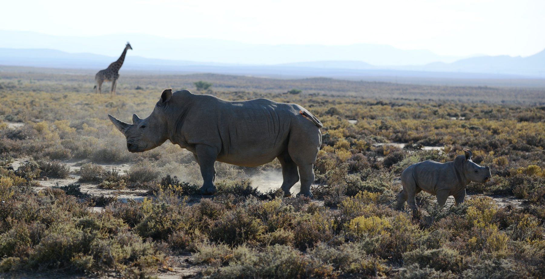 Adult rhino and calf walking a dry scrub landscape, giraffe in the distance