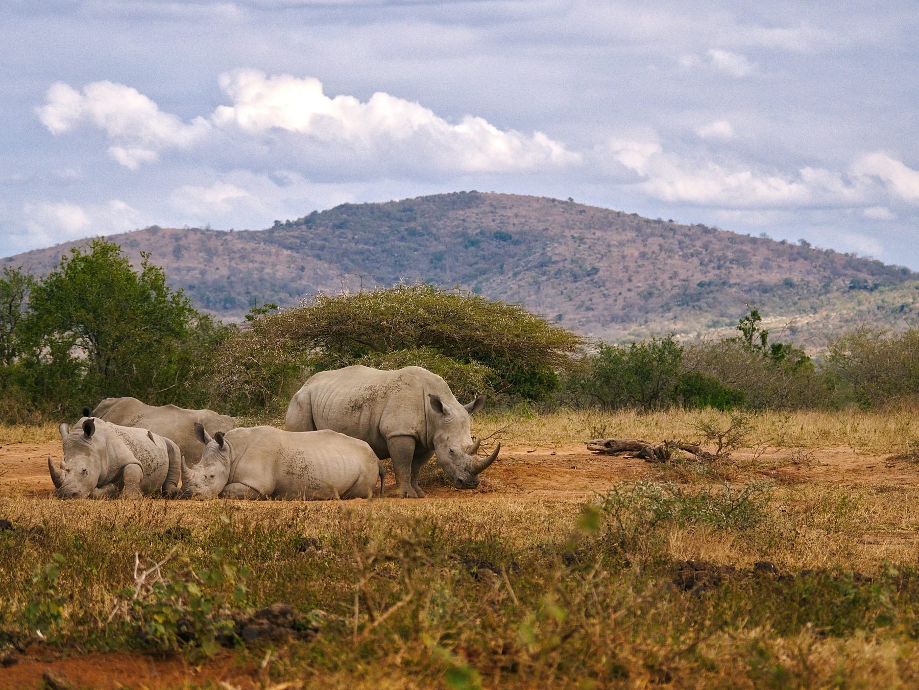 White rhinos resting and standing on open savanna
