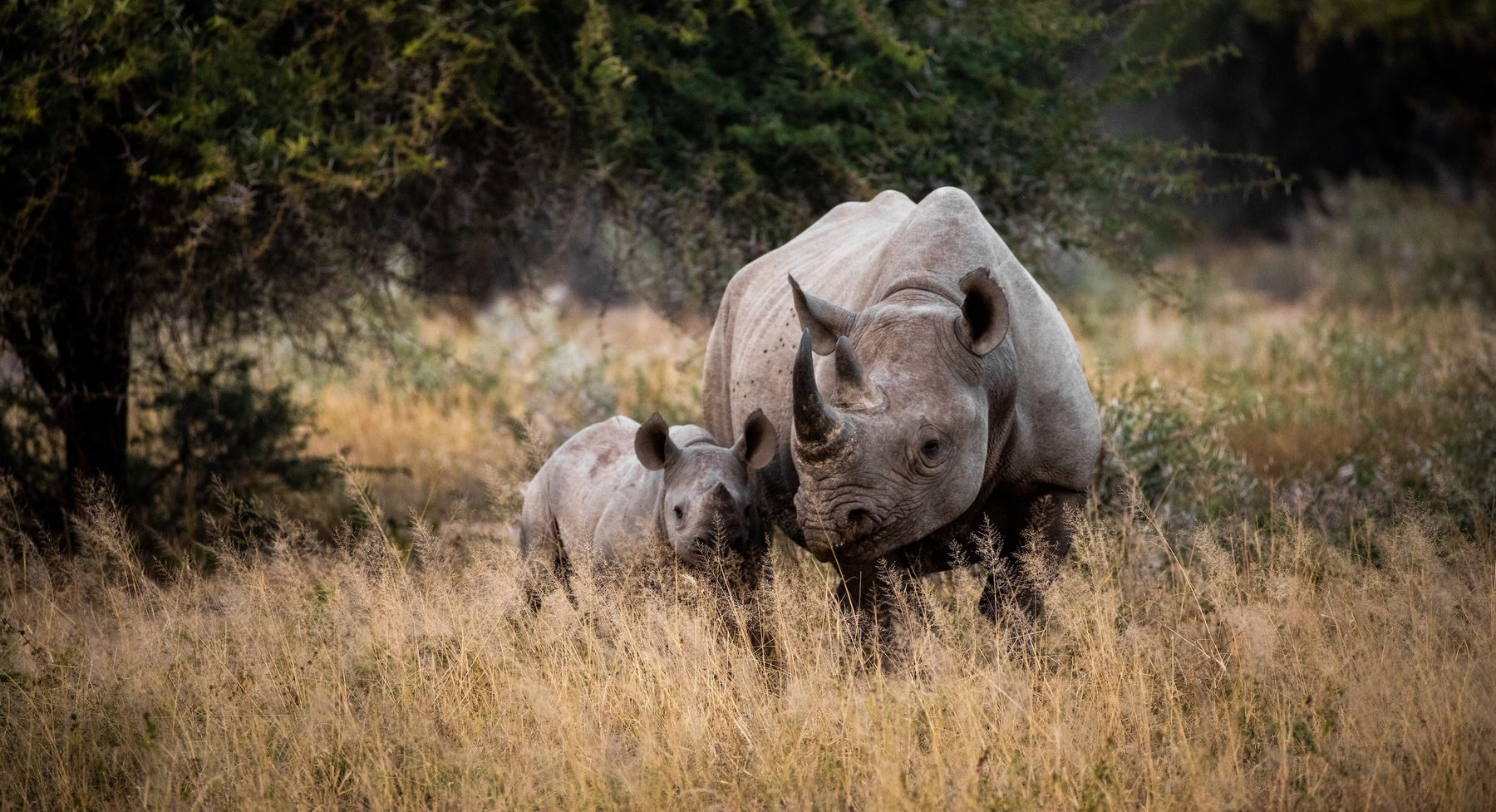 Black rhinoceros cow and calf in tall grass